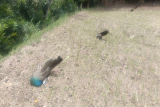 Tamakuru  Peacocks dead body found  ನವಿಲುಗಳ ಮೃತದೇಹ ಪತ್ತೆ