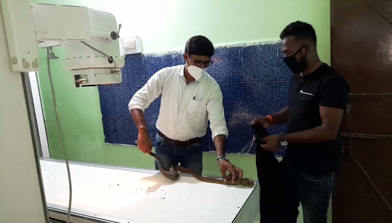 SNAKE RESCUER RAMESH MAHTO