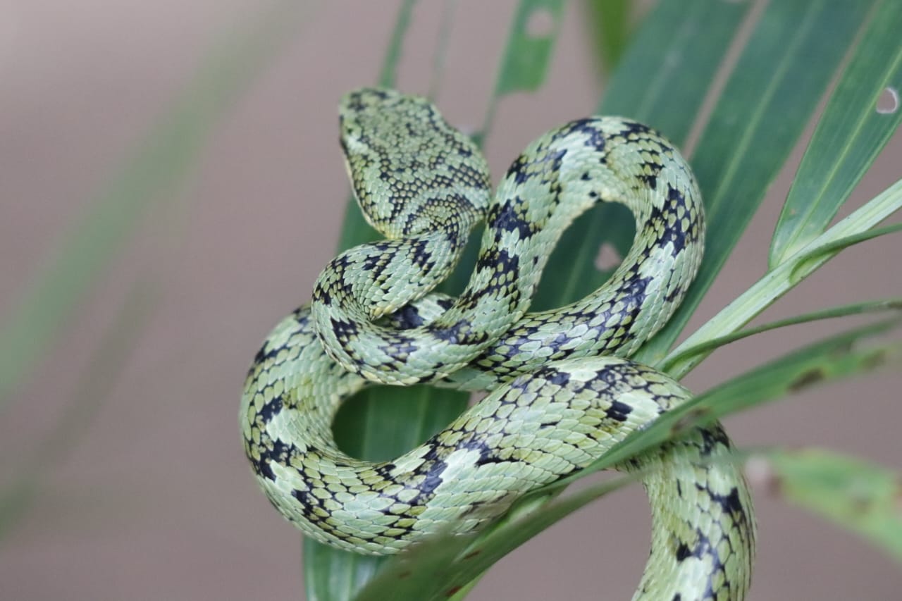 SNAKE RESCUER RAMESH MAHTO