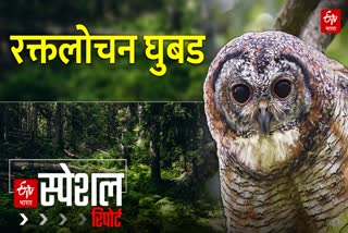 International Owl Day 2026