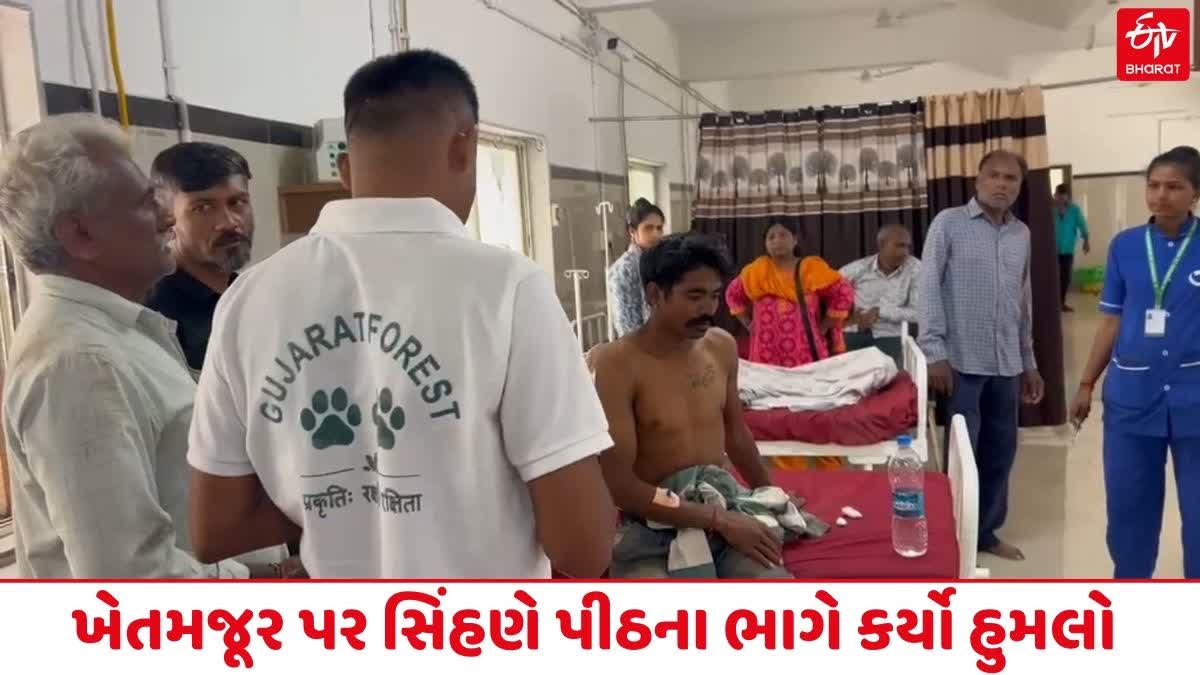 ખેતમજૂર પર સિંહણનો હુમલો