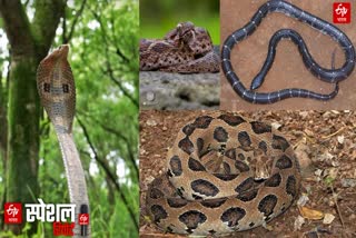 Snake Breeding Season