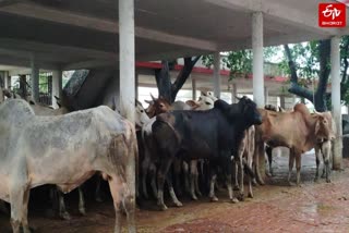 Unique Gaushala Ashram
