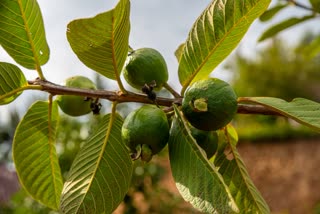 Guava leaves help make hair thicker and get rid of dandruff; learn how to use them.