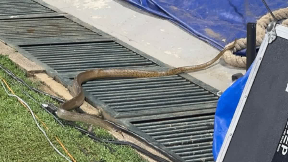 Women’s World Cup: Snake Intervenes in India’s Training Session Ahead Of Clash Against Pakistan Womens World Cup Snake In Cricket Field