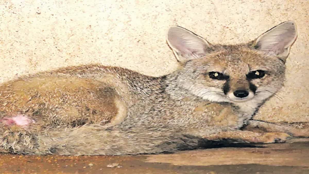 ಆಂಧ್ರ ಪ್ರದೇಶ :ತಿರುಪತಿ ತಿಮ್ಮಪ್ಪನ ಅಭಿಷೇಕಕ್ಕೆ ಬೇಕೇ ಬೇಕು ಪುನುಗು ಬೆಕ್ಕಿನ ಪವಿತ್ರ ಎಣ್ಣೆ; ಏನಿದರ ಮಹತ್ವ?