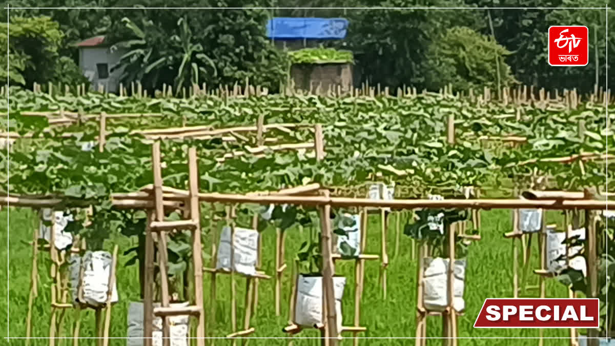 Vegetable cultivation in barpeta