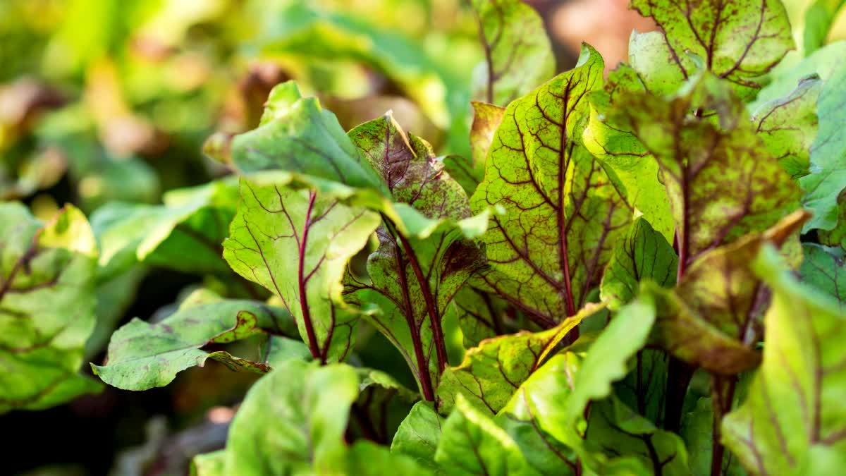 Top 6 Winter Greens Packed with Nutrients: Add These Superfoods to Your Diet