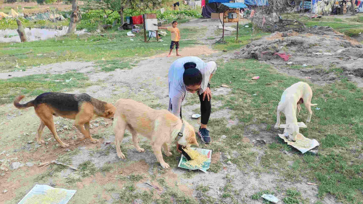 World Animal Day: Stray Animals In East Delhi Have A Friend In Nimisha Bhagat Stray Dogs
