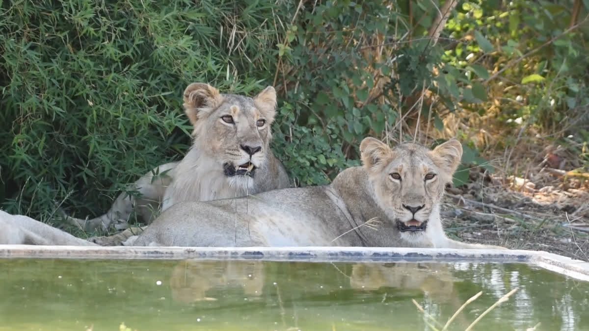 Lions at leisure in Bhavnagar.