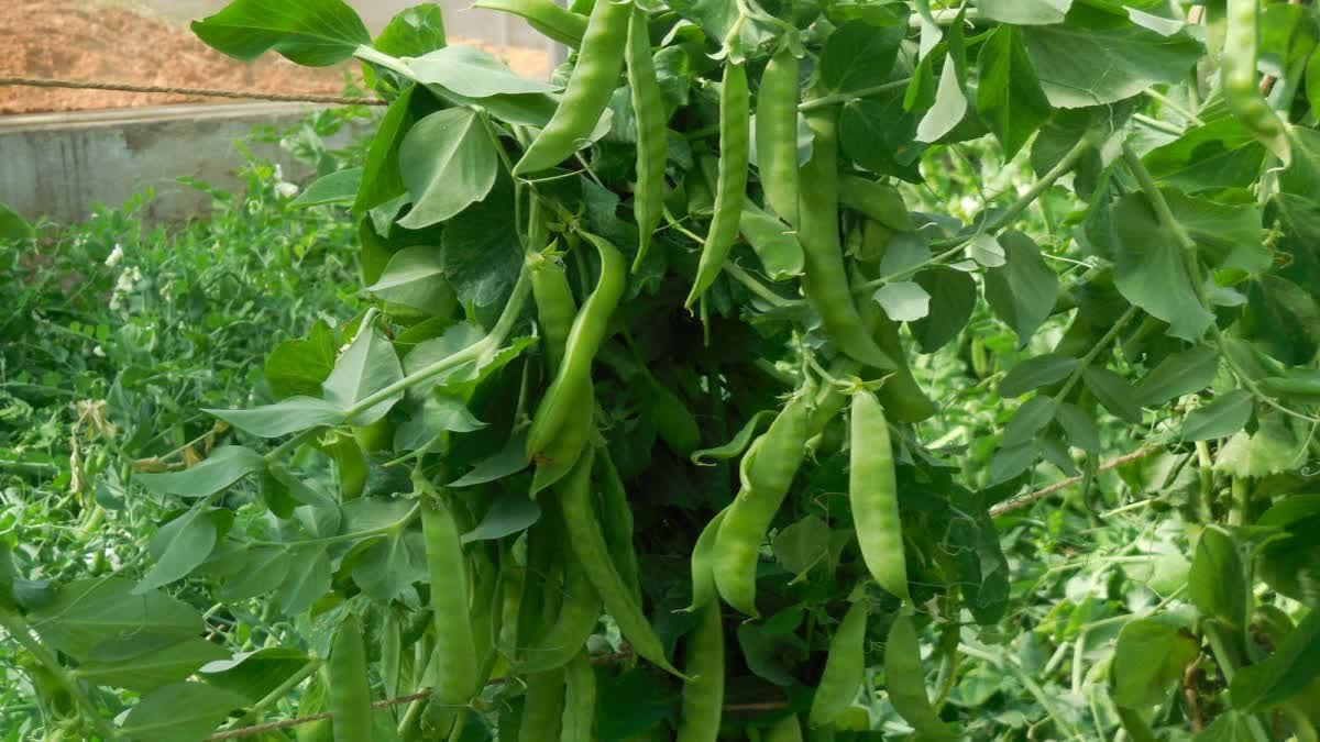 Almora Institute Develops New, Peel-Friendly Pea 'VL Madhuri' VPKAS