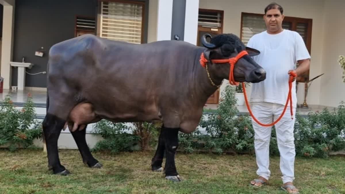 கோடி ரூபாய் கொடுத்தாலும் ராதாவை கொடுக்க மாட்டேன்! பால் தருவதில் சாதனை படைத்த ஹரியானா எருமை!
