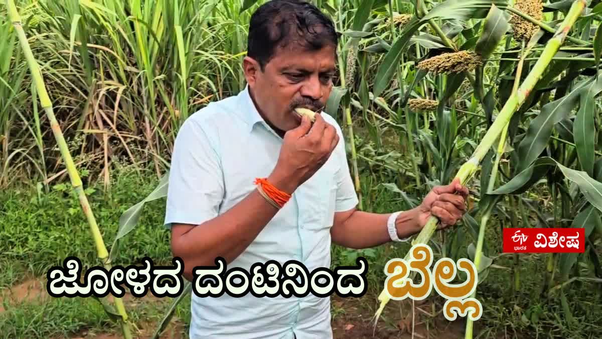 a-farmer-making-jaggery-from-sweet-corn-stalks-in-hubballi