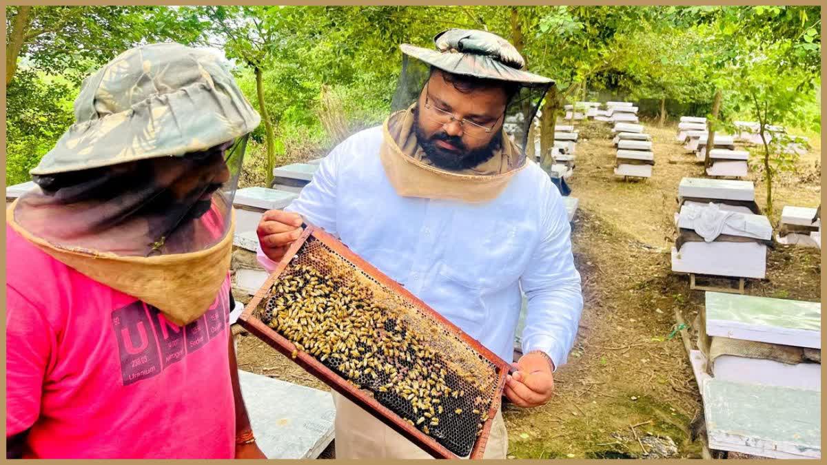 Beekeeping included in Bhavantar Bharpai Yojana