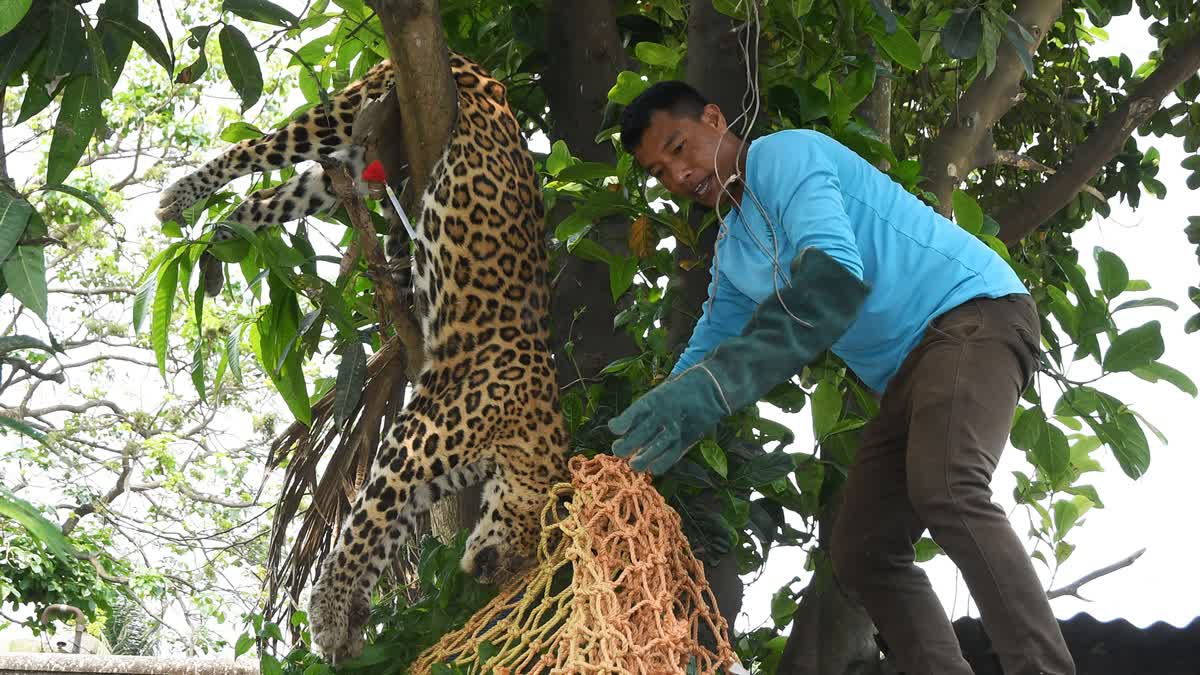 A forest official removes a tranquilized leopard from a tree after it wondered into a residential area in Guwahati , Assam