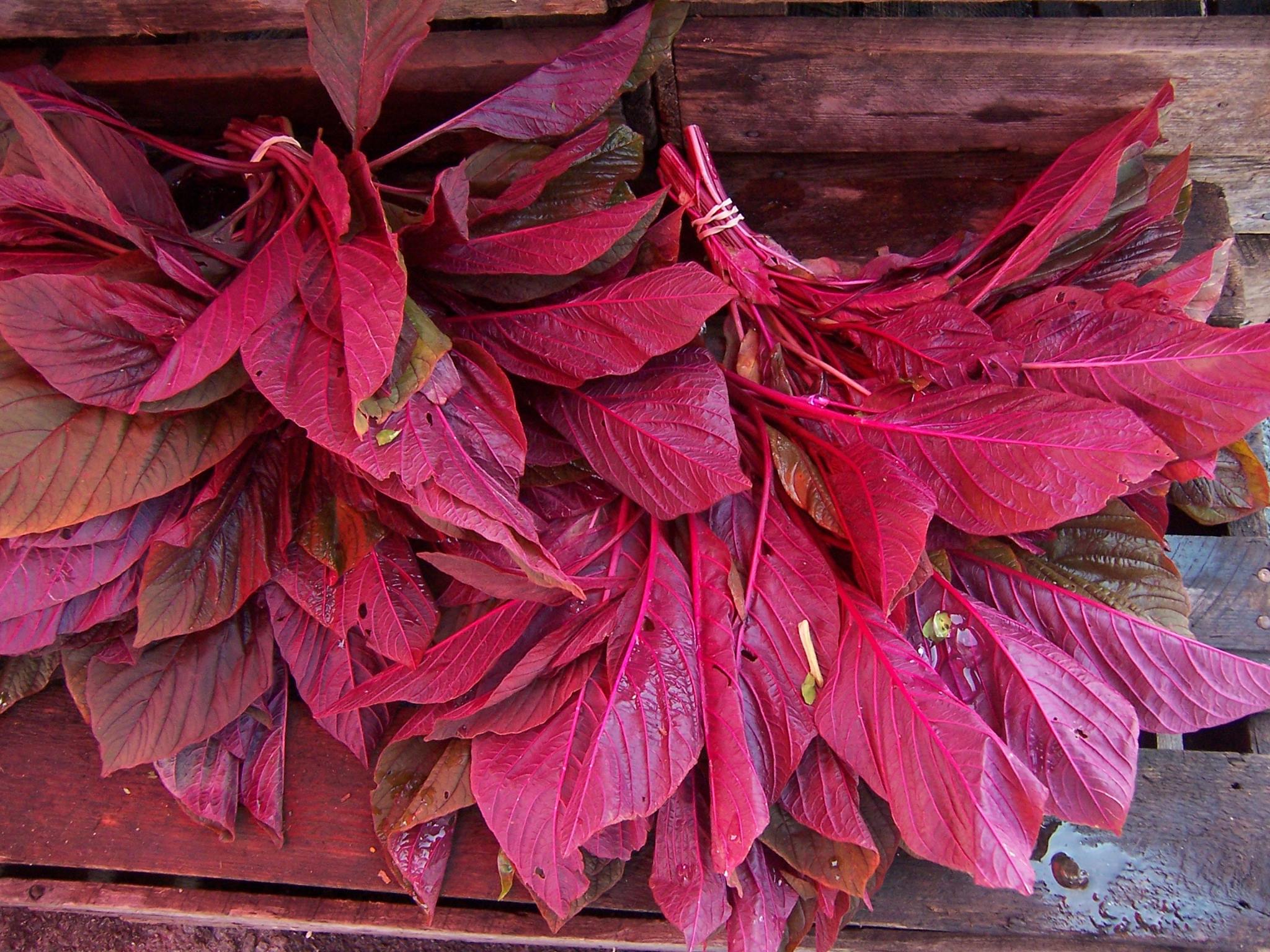 Top 6 Winter Greens Packed with Nutrients: Add These Superfoods to Your Diet