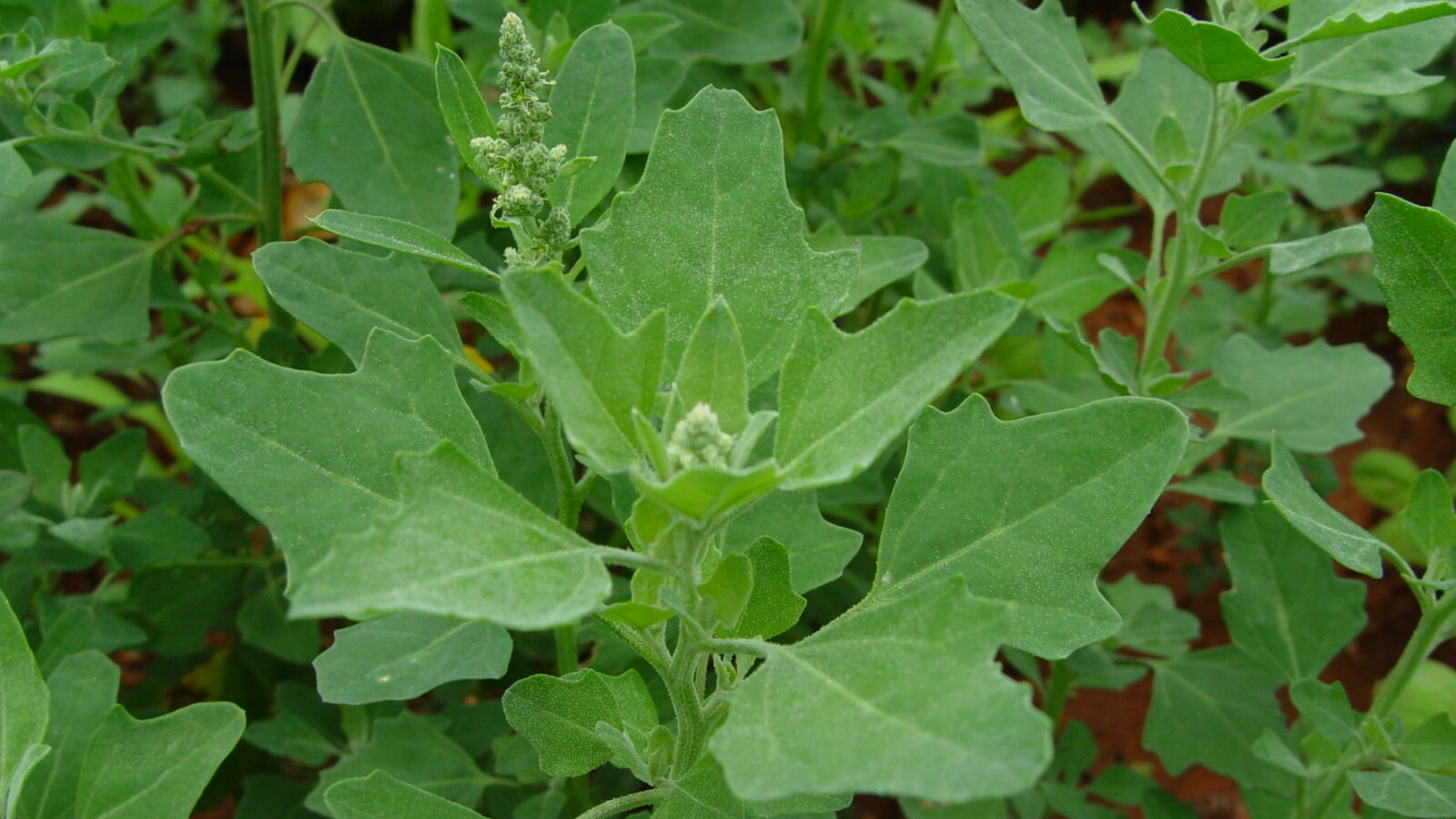 Top 6 Winter Greens Packed with Nutrients: Add These Superfoods to Your Diet