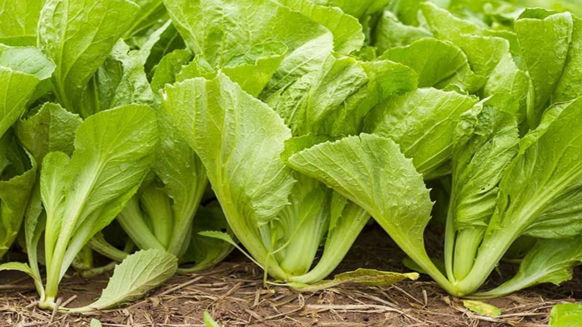 Top 6 Winter Greens Packed with Nutrients: Add These Superfoods to Your Diet