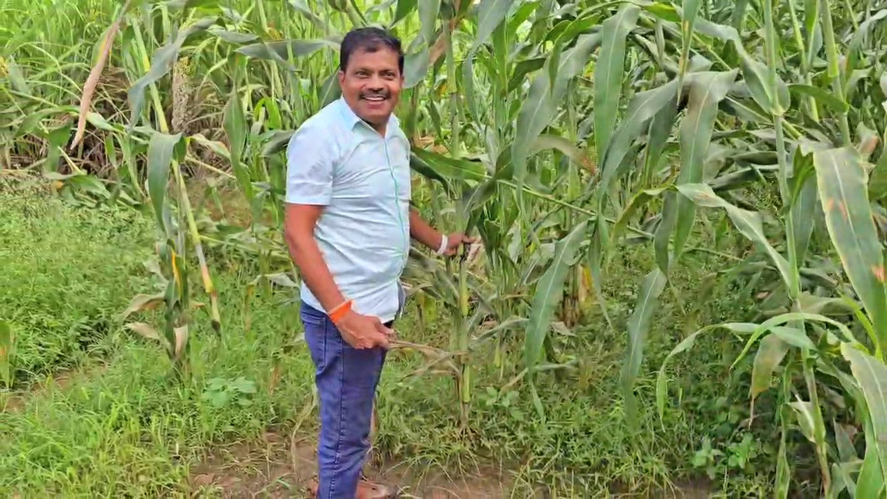a-farmer-making-jaggery-from-sweet-corn-stalks-in-hubballi