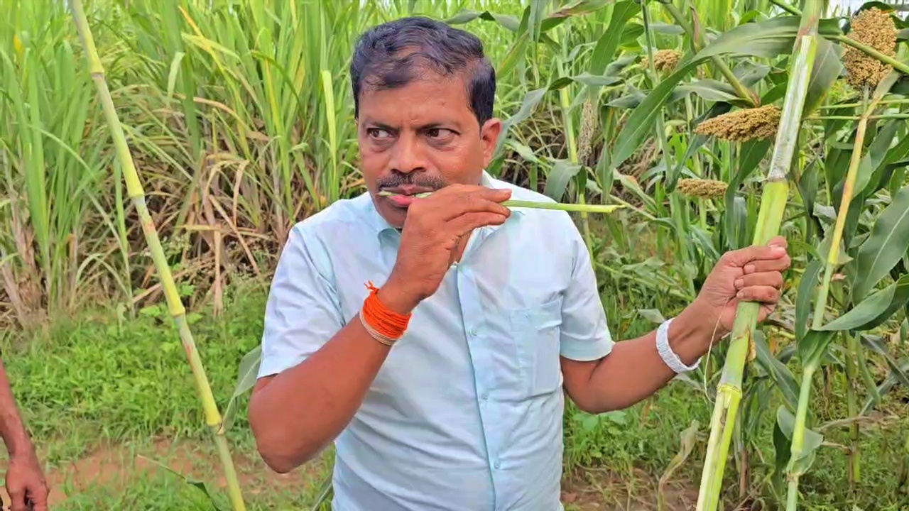 a-farmer-making-jaggery-from-sweet-corn-stalks-in-hubballi