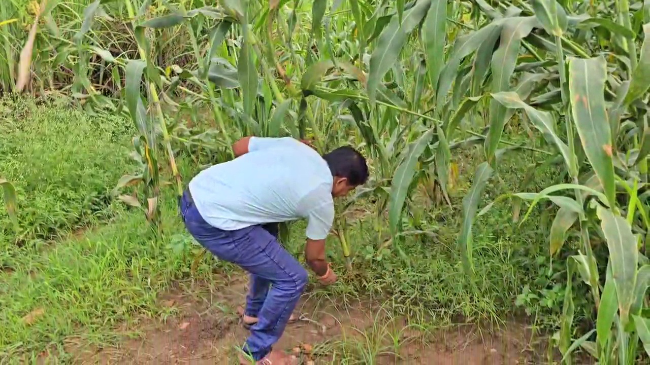 a-farmer-making-jaggery-from-sweet-corn-stalks-in-hubballi