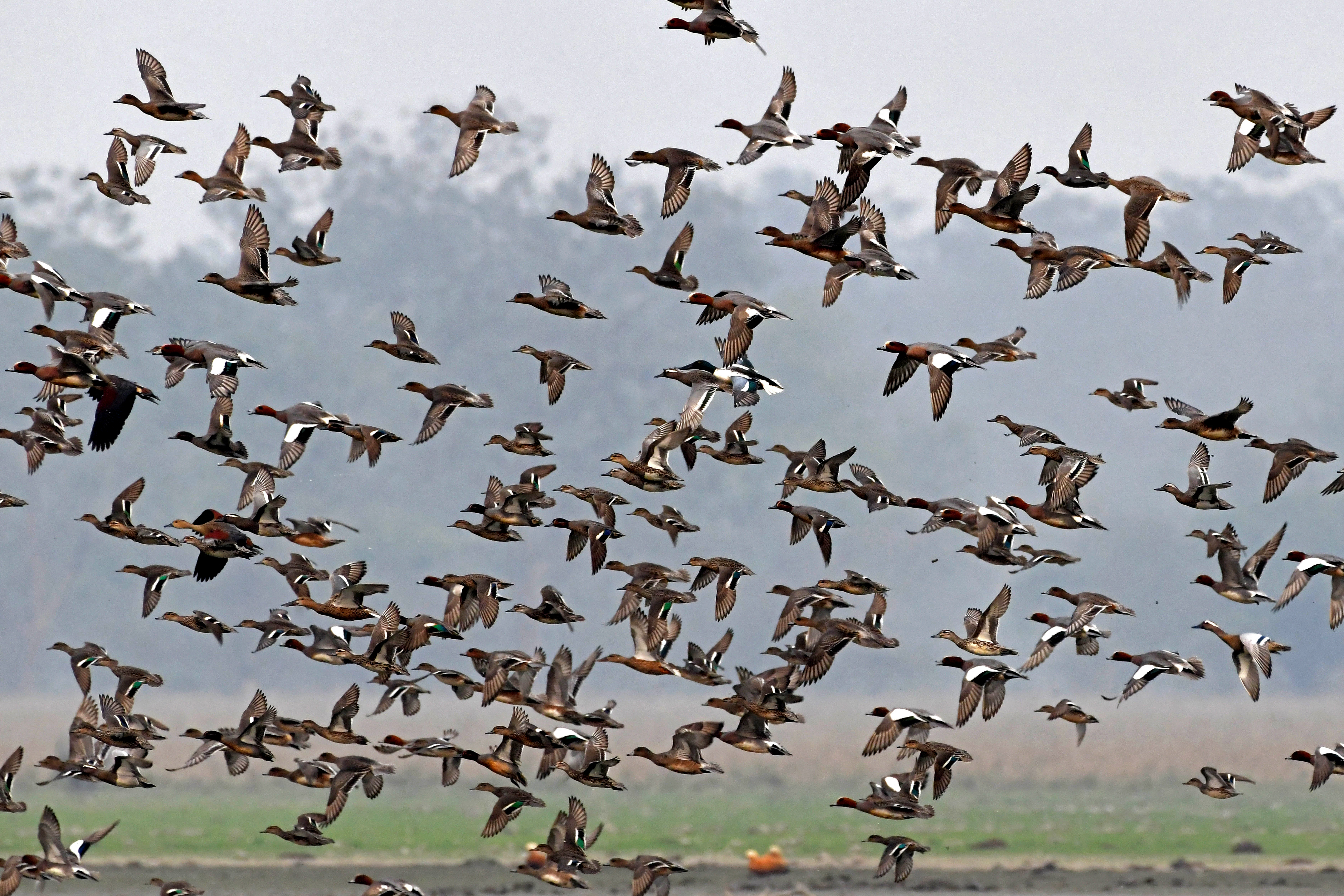 Migratory birds fly over a wetland in the Pobitora Wildlife Sanctuary at Morigaon in India's Assam