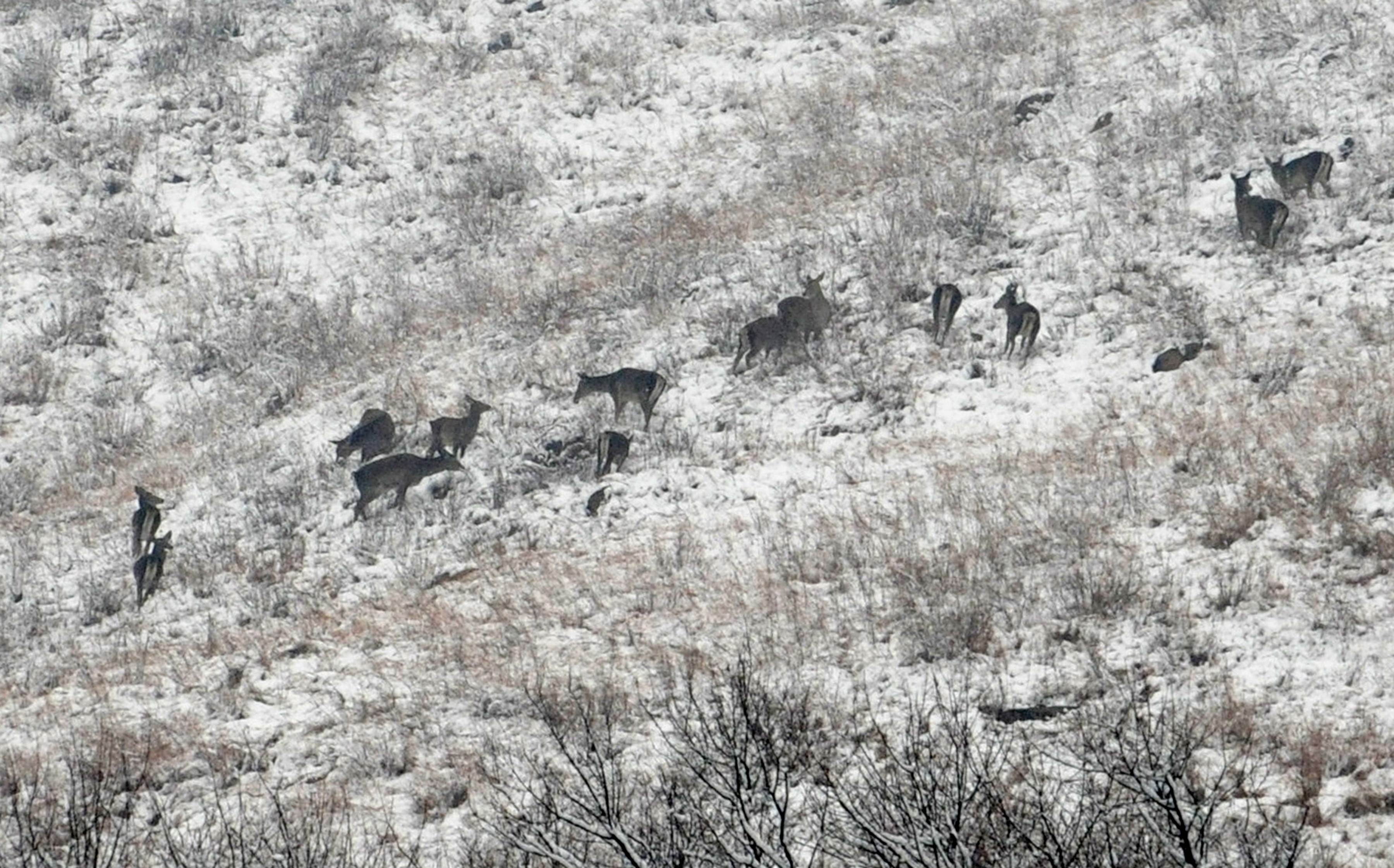 Kashmiri red deers