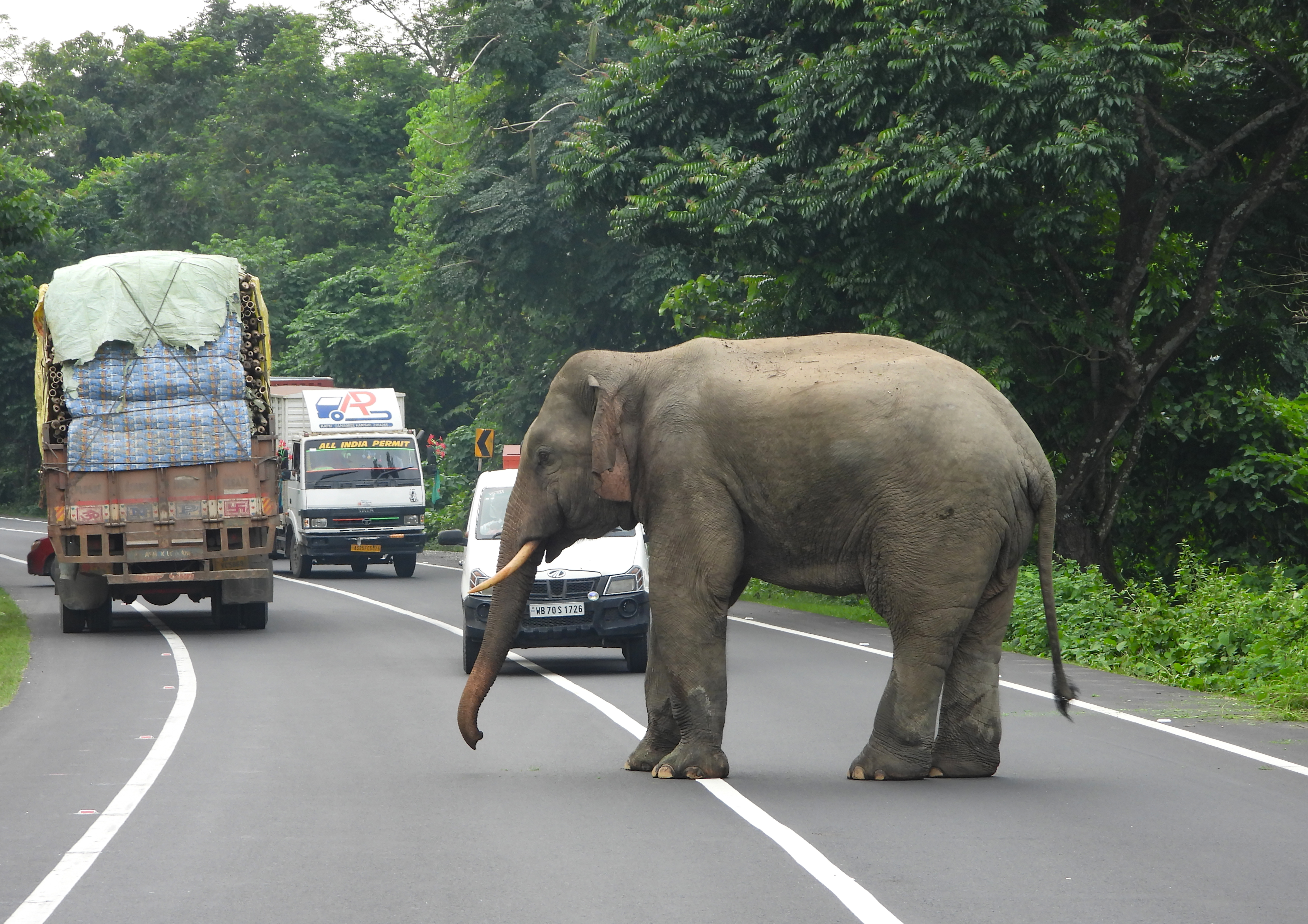 A wild tusker walks along the national highway passing through the Buxa Tiger Reserve in West Bengal