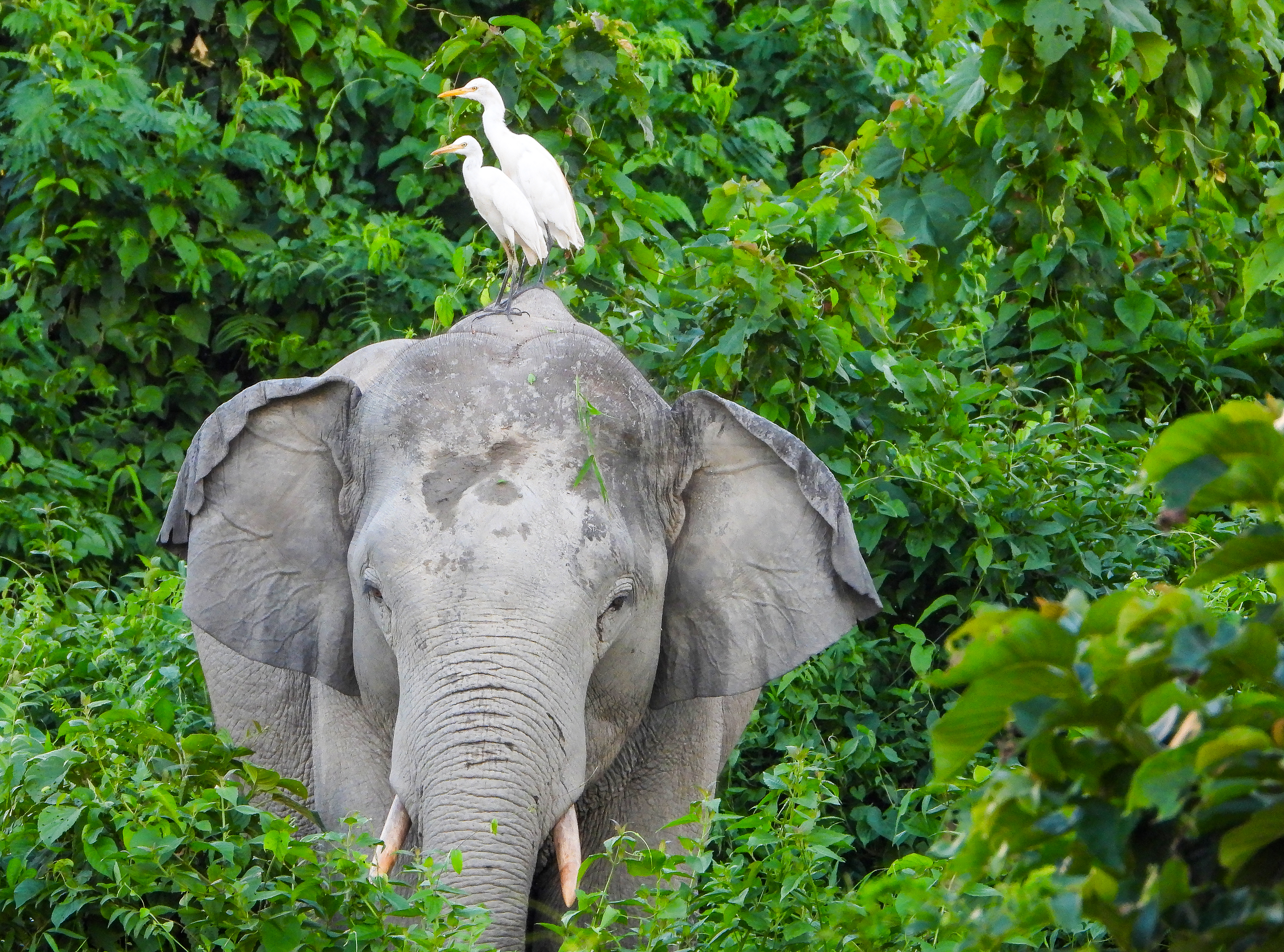 Two herons perch on an elephant near the Boxa Tiger Project opposite Nimati Tea Garden on World Photography Day, in Alipurduar