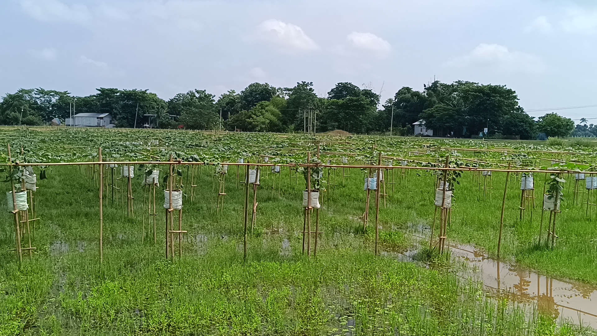 Vegetable cultivation in barpeta