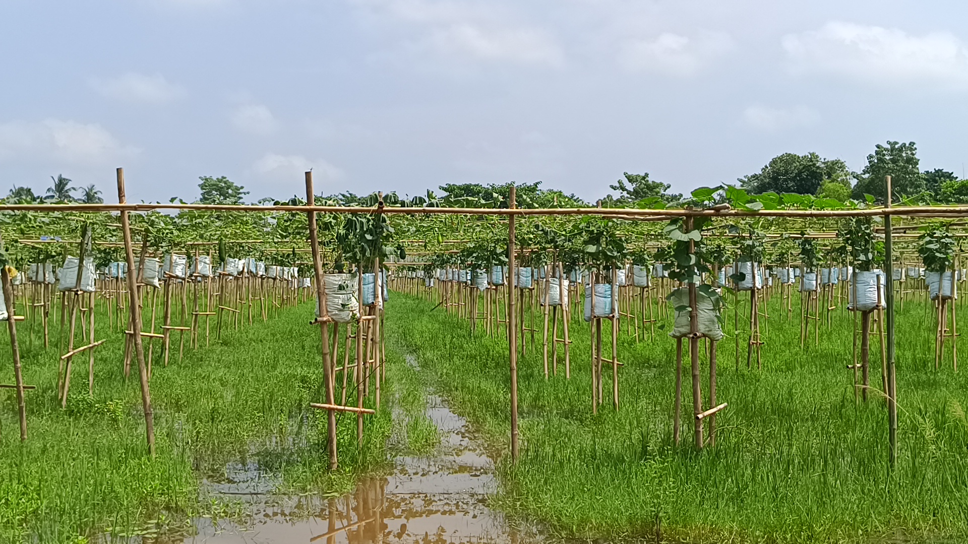 Vegetable cultivation in barpeta