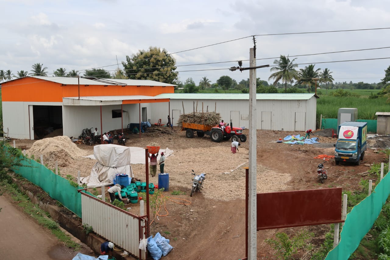 a-farmer-making-jaggery-from-sweet-corn-stalks-in-hubballi