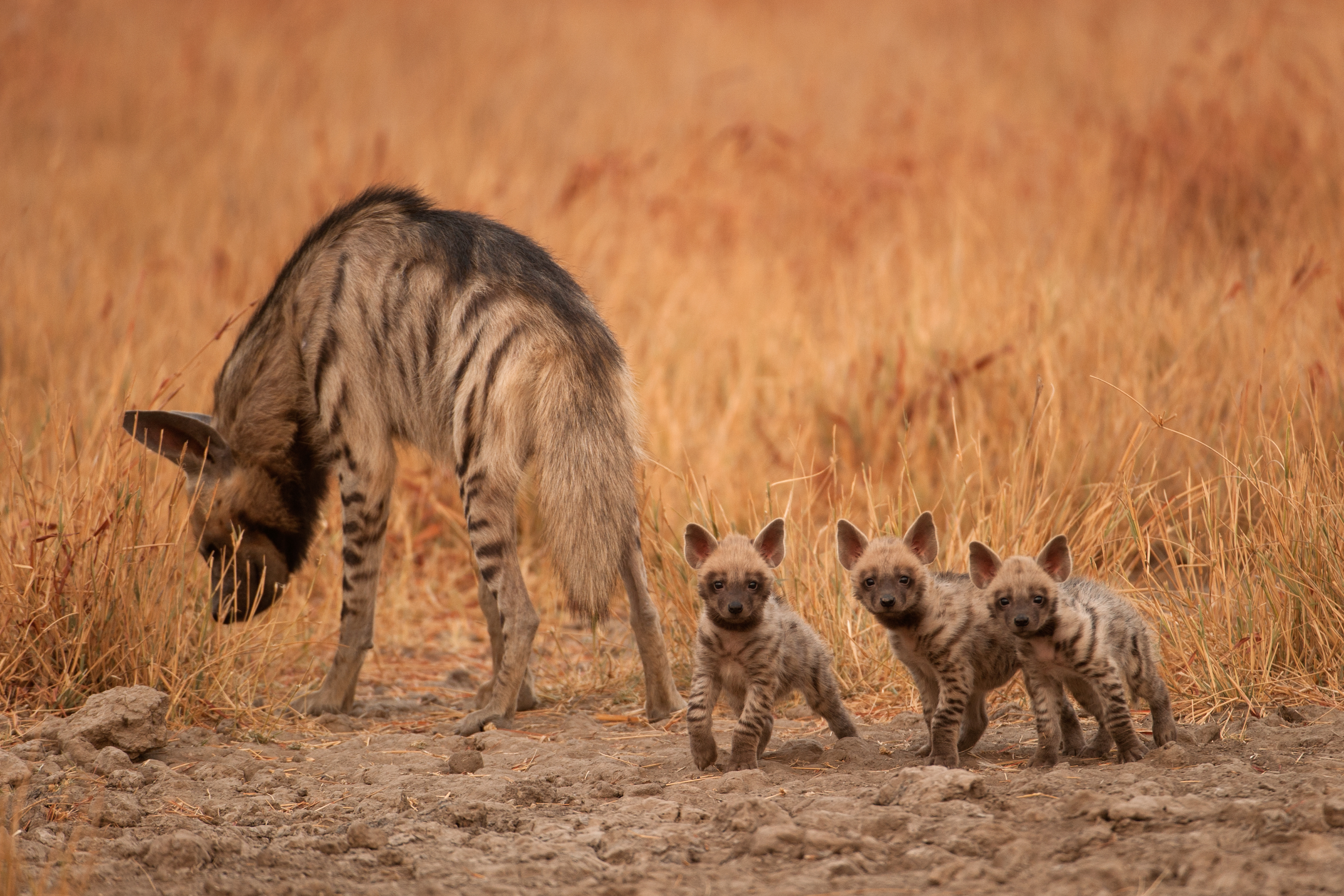 The number of wolves is recorded at 65.