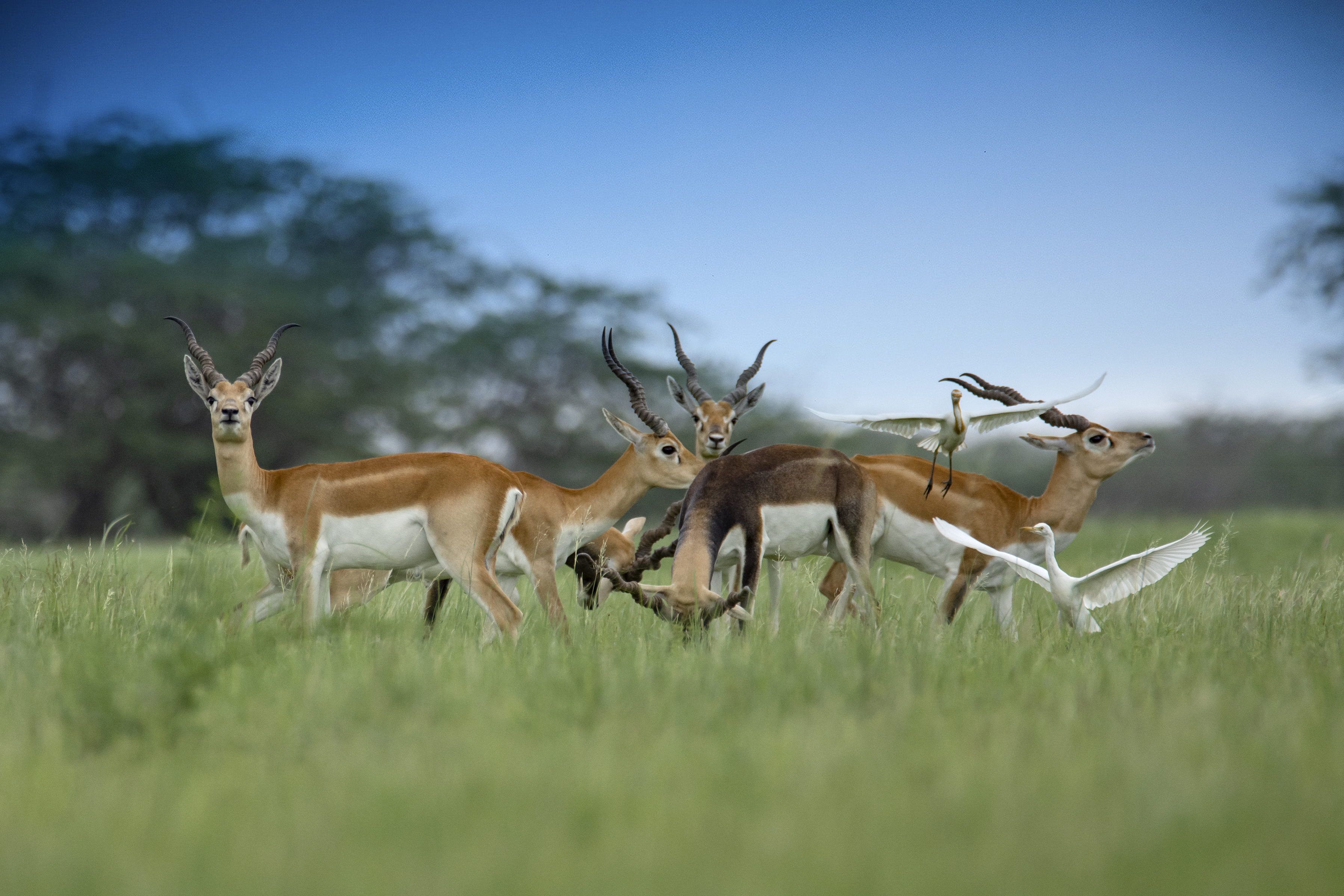 Wildlife Week is celebrated from October 2-8 every year.