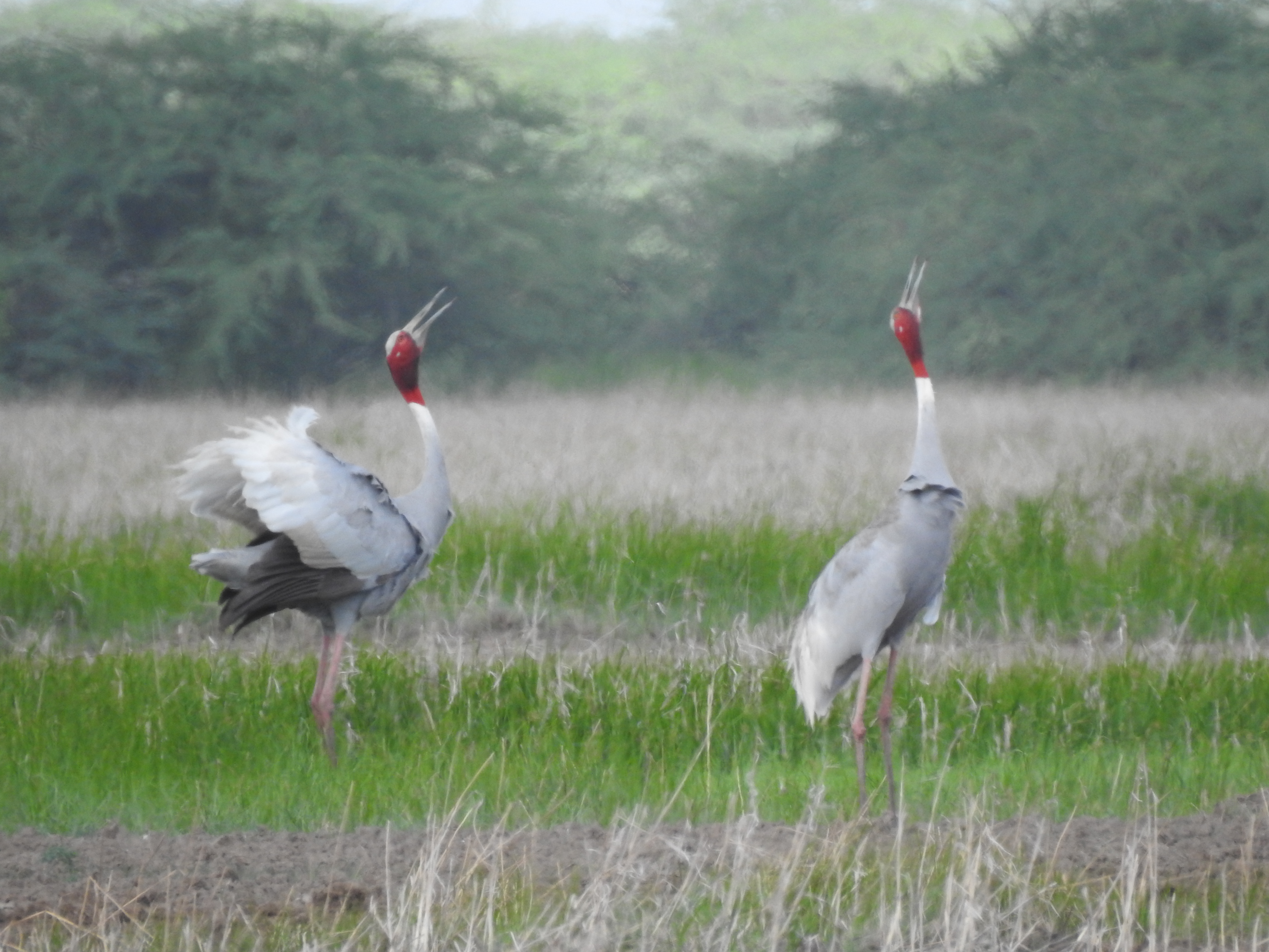The arrival of floricans is important to wildlife.