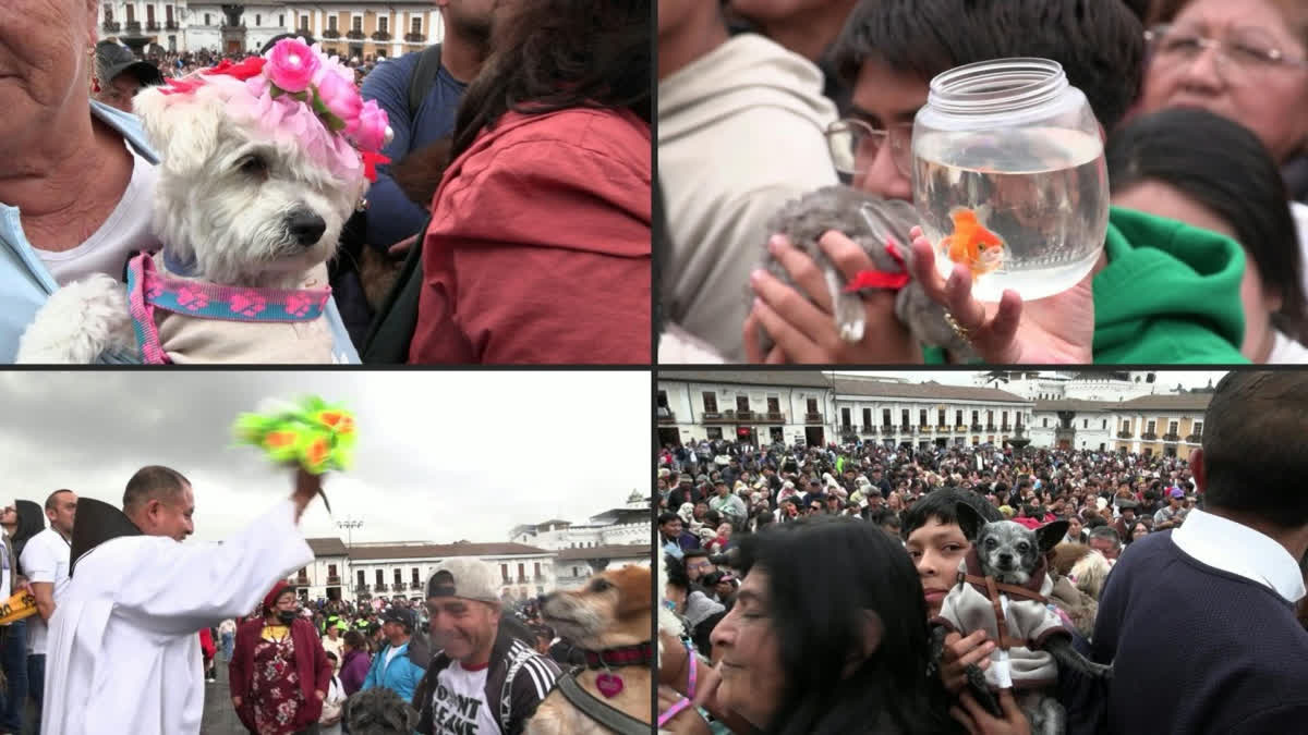 From Fish To Roosters: Ecuadorans Bless Their Pets At Catholic Saint's Feast In ...