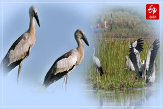 For almost three years, Asian Openbill Stork has been settling at Barpujiya Morigaon