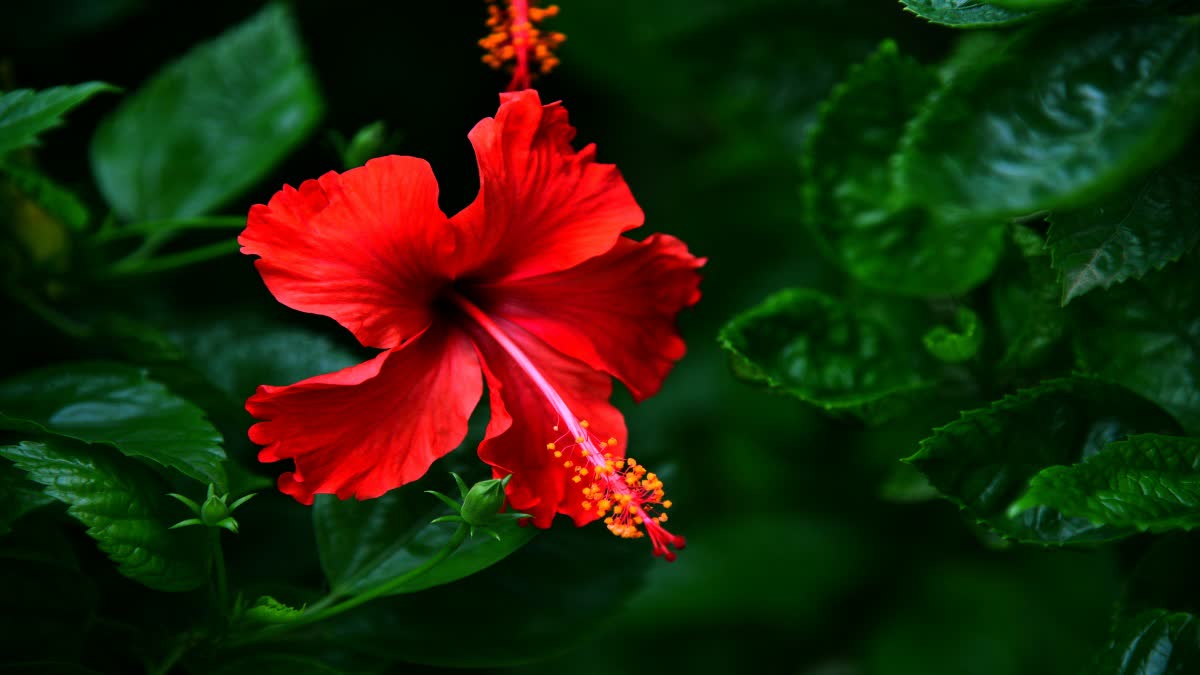 Hibiscus