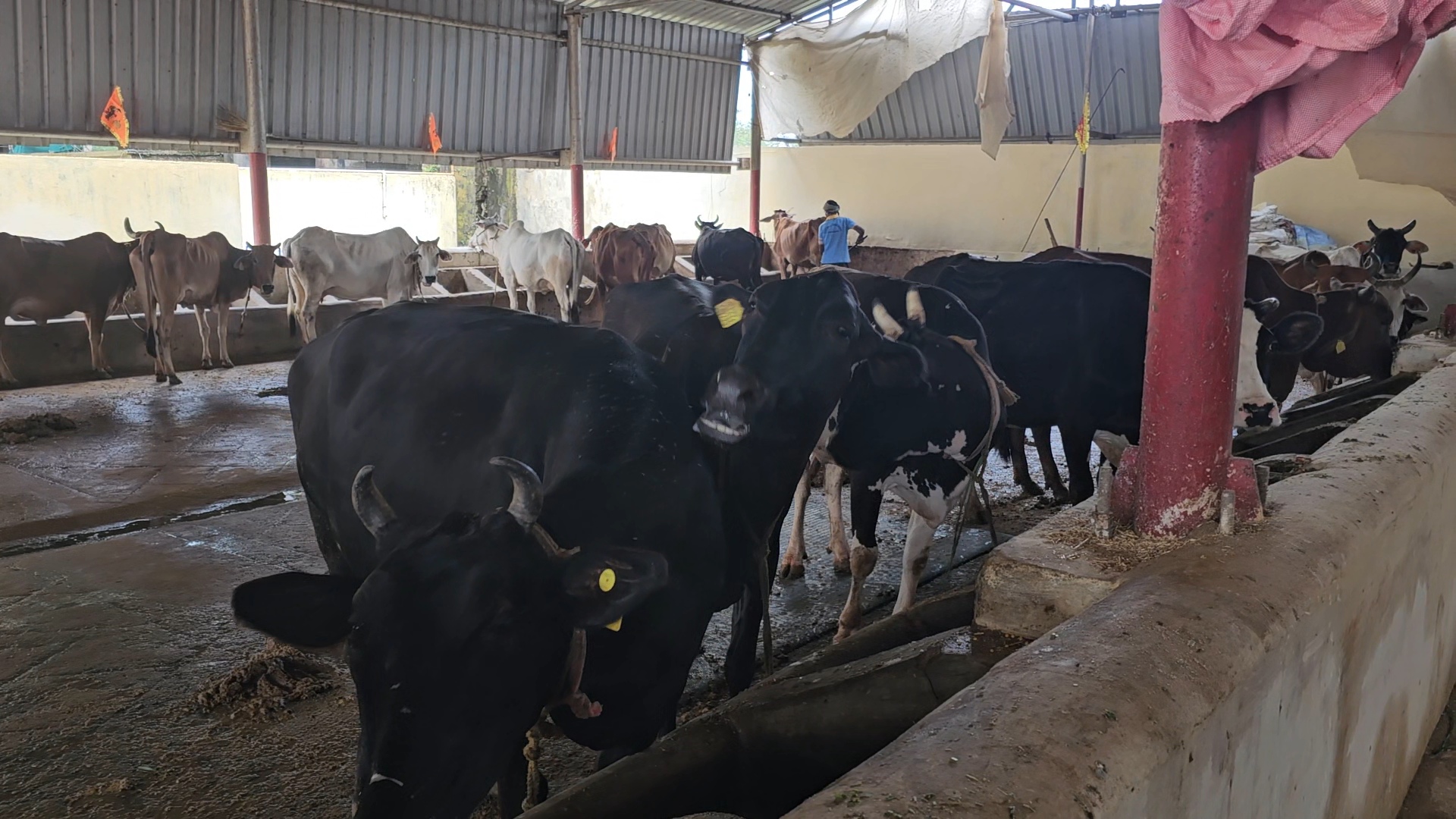 No Students Here But Only Cows! Hazaribagh’s Gaushala Reinvents The Idea Of A Hostel