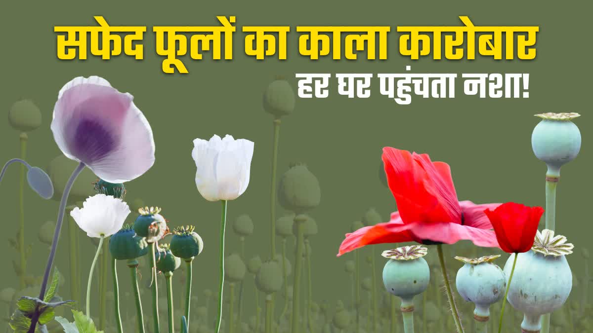 SMUGGLING OF DODA OPIUM