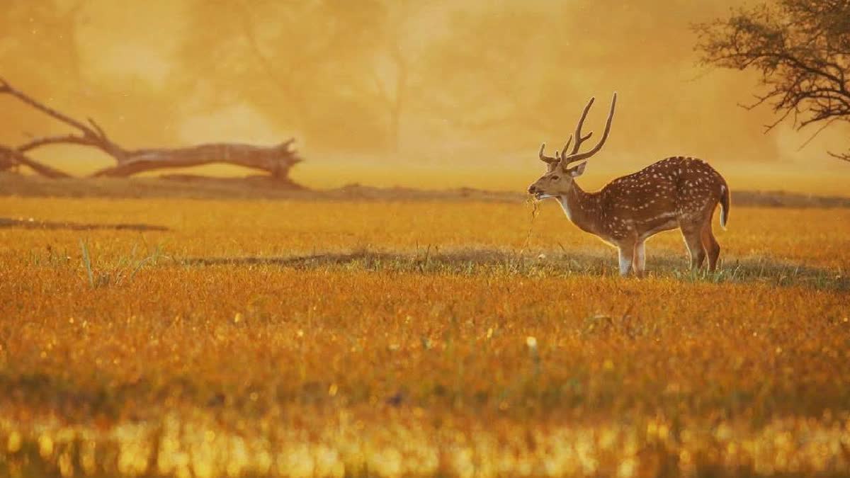 On World Wildlife Day: A Pledge to Preserve Keoladeo's Life-Giving Water Etv Bharat