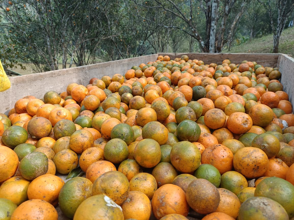 SONAPUR ORANGE
