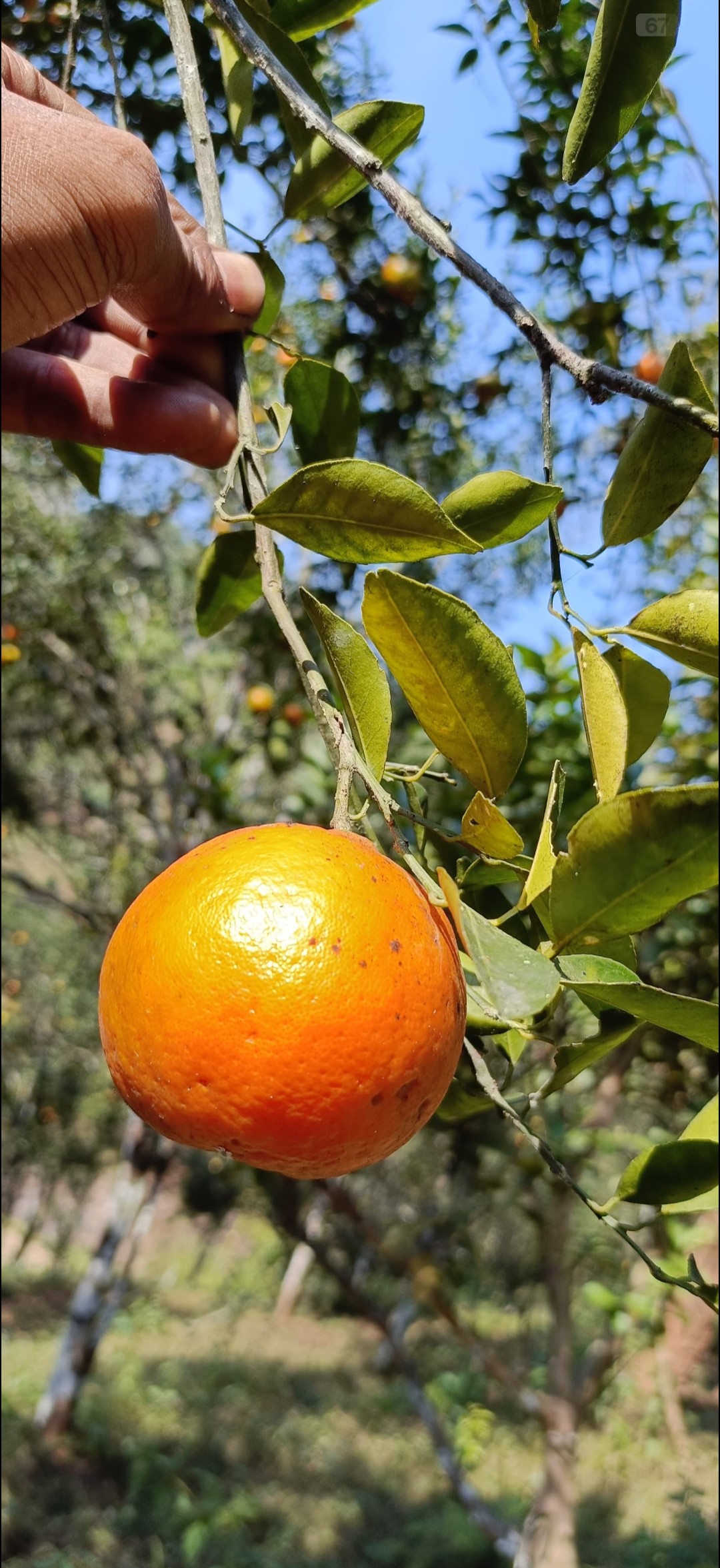 SONAPUR ORANGE