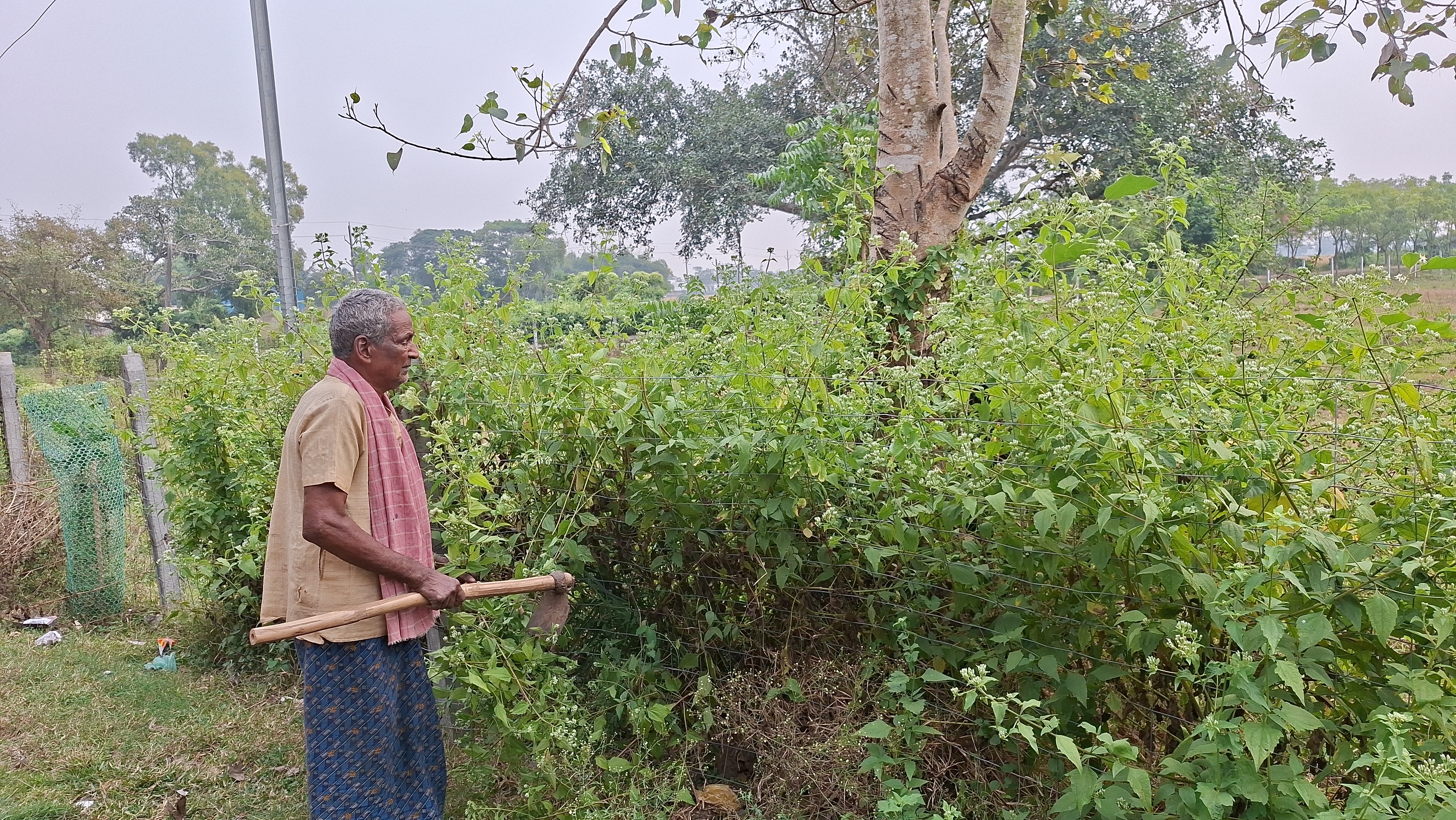 Tree Man Dhaneshwar Barik