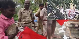 CAT STUCK UPON COCONUT TREE  CAT RESCUED FROM COCONUT TREE  തെങ്ങില്‍ കുടുങ്ങി പൂച്ച  Cat