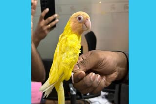 endagered bird