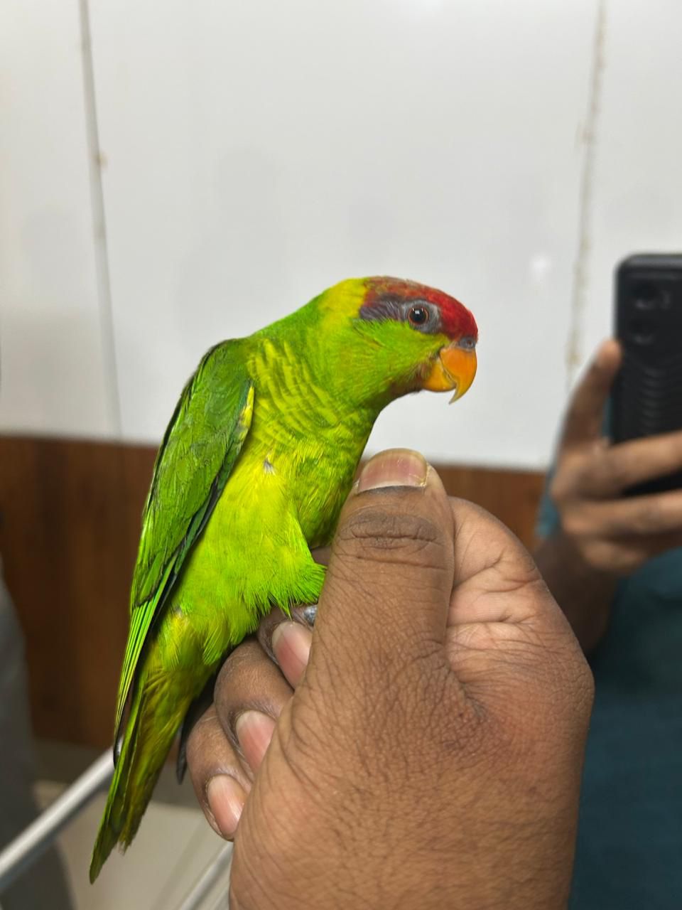 endangered birds