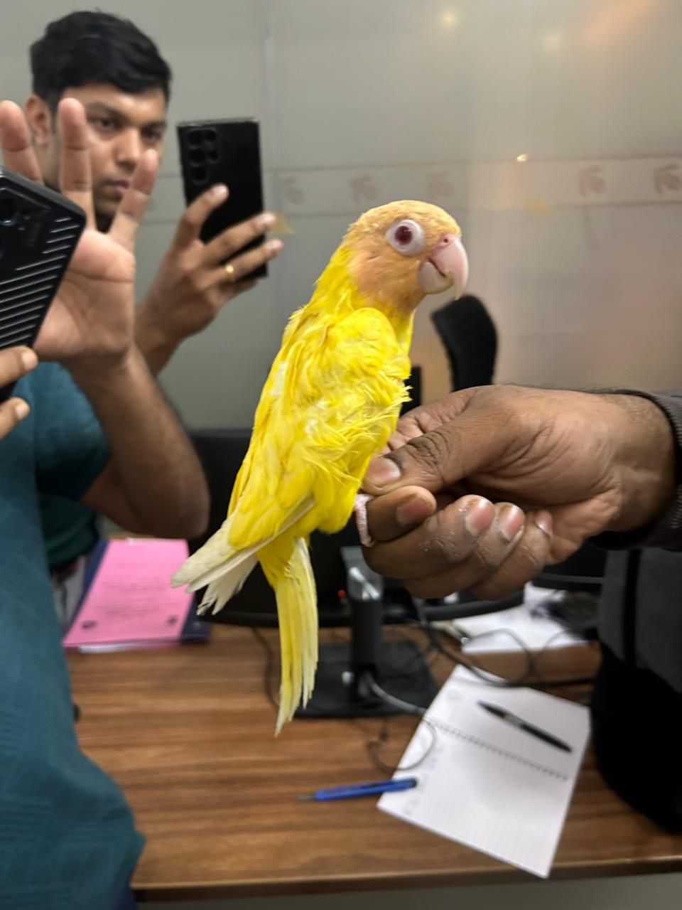 endangered birds
