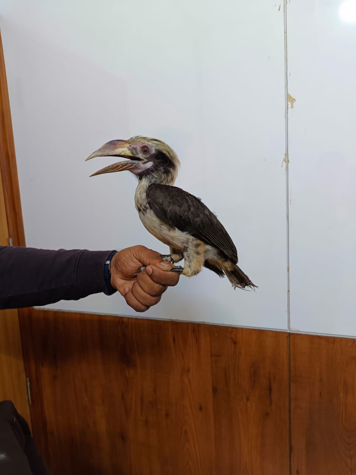 endangered birds