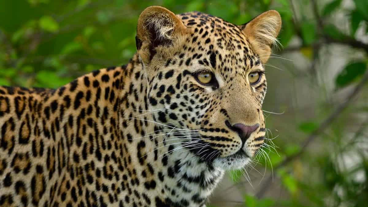 human leopard conflict